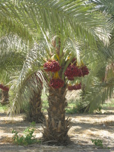 Финиковая пальма (лат. Pheonix)